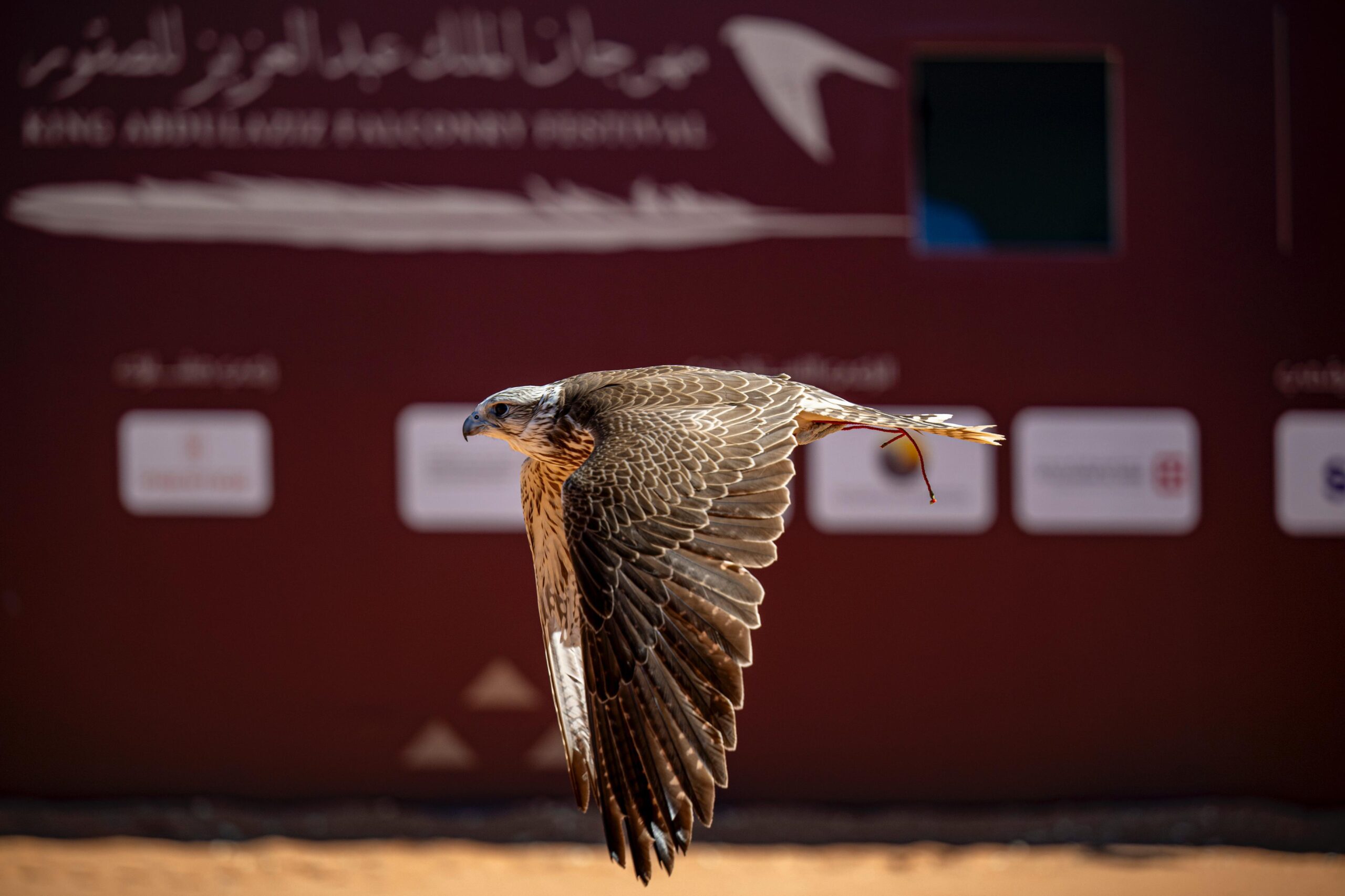 الصقارون الدوليون يتنافسون على الكؤوس في اليوم التاسع لمهرجان الملك عبدالعزيز للصقور 2024