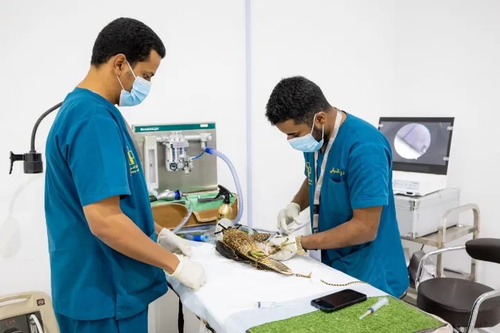 موثوقية الصفقات.. إجراءات احترافية للبيع والشراء في المزاد الدولي لمزارع إنتاج الصقور 2025