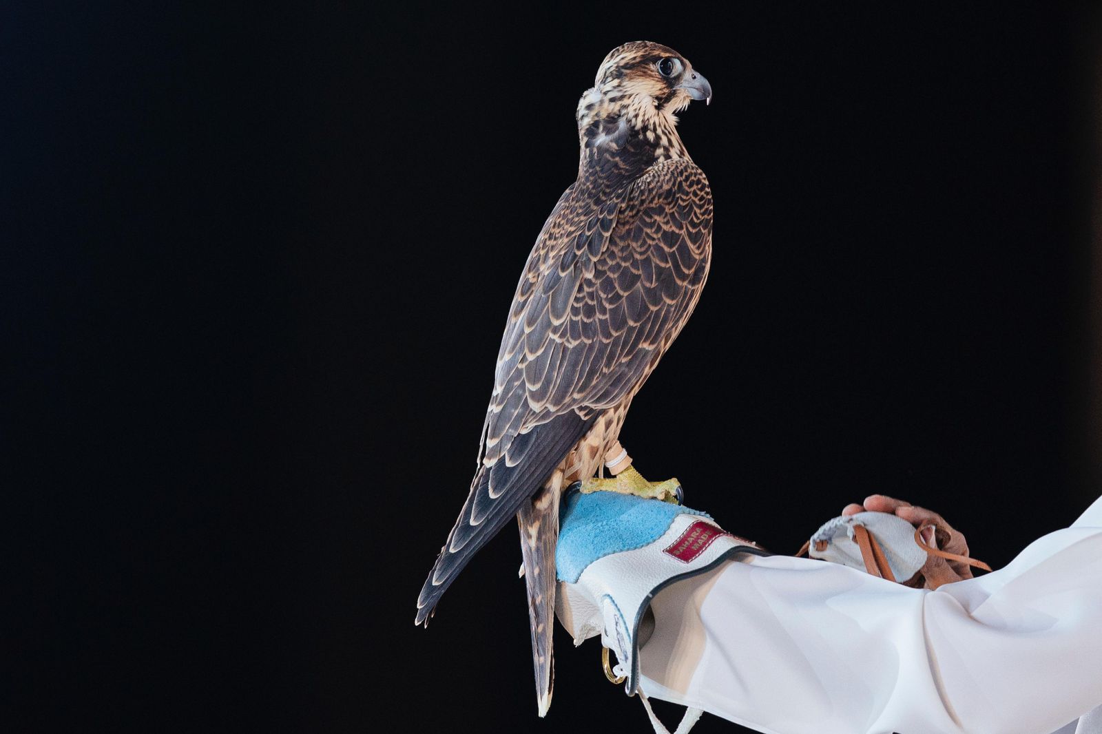 مزاد نادي الصقور السعودي 2025.. خدمات متكاملة تعزز الموروث وتدعم الطواريح