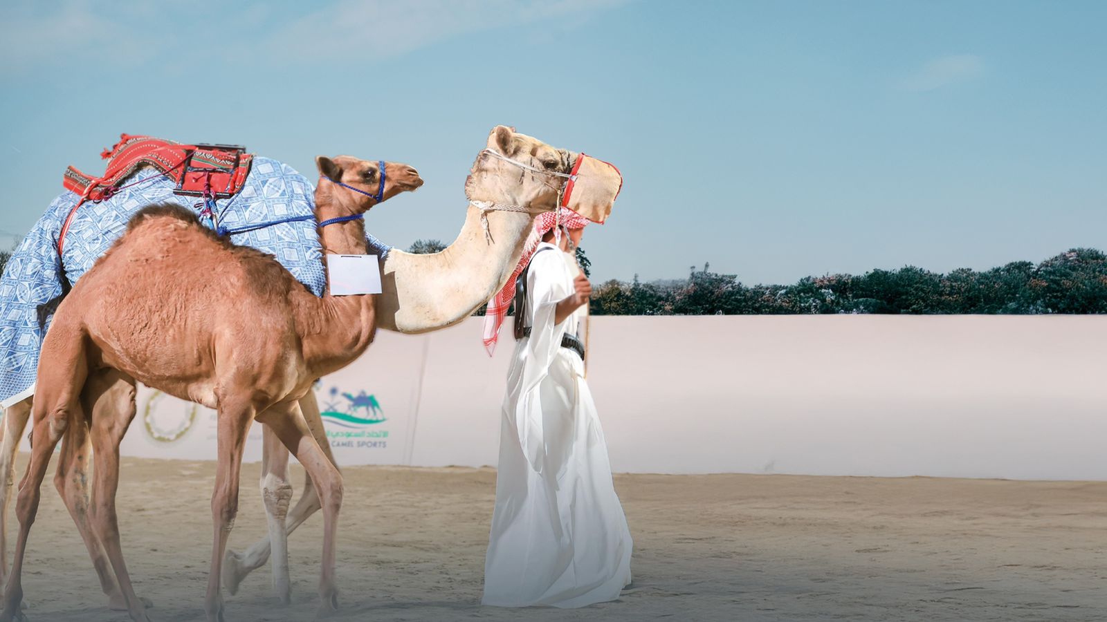 مزاد الهجن.. إضافة نوعية لمعرض الصقور والصيد السعودي الدولي 2025